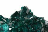 Exceptional Gemmy Dioptase Cluster - Namibia #44661-2